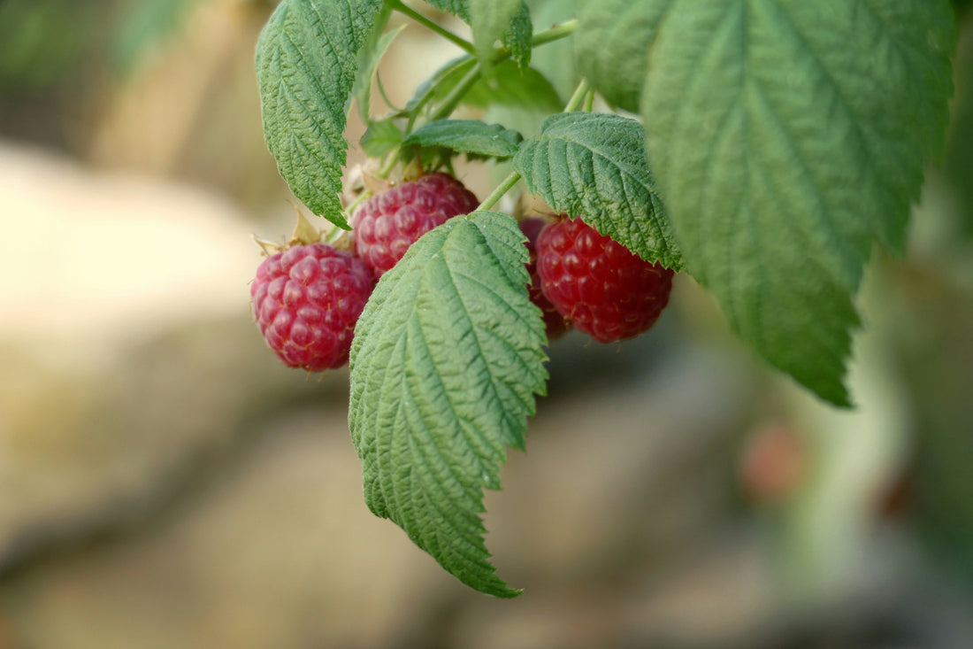 Red raspberry plant with green leaves growing in the wild, representing traditional Indigenous herbal wisdom